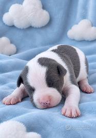 Amstaff cuccioli blu