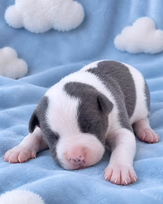 Amstaff cuccioli blu