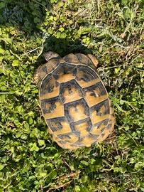 Testudo boettgeri FEMMINA RIPRODUTTIVA