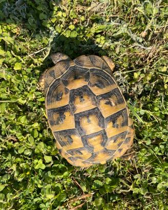 Testudo boettgeri FEMMINA RIPRODUTTIVA