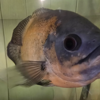 Astronotus ciclidi africani