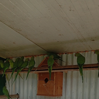 Parrocchetti dal collare