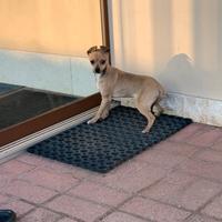 Cucciolo di Pinscher