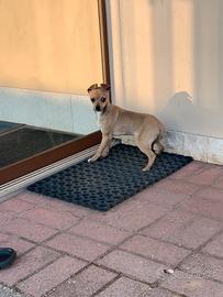 Cucciolo di Pinscher