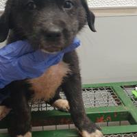 Gaia, piccola meticcia taglia media