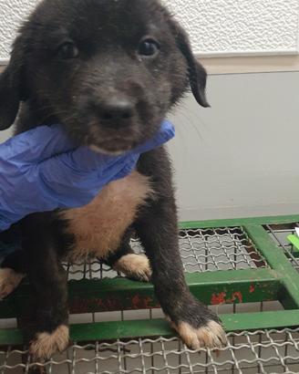 Gaia, piccola meticcia taglia media