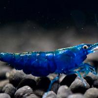 Lumache acquario e caridine