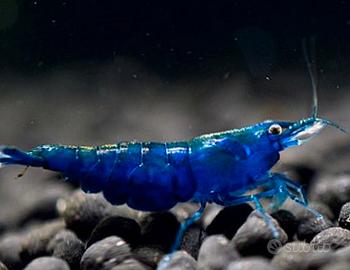 Lumache acquario e caridine