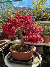 Bonsai e piante varie