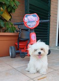 Cucciolo Maltese