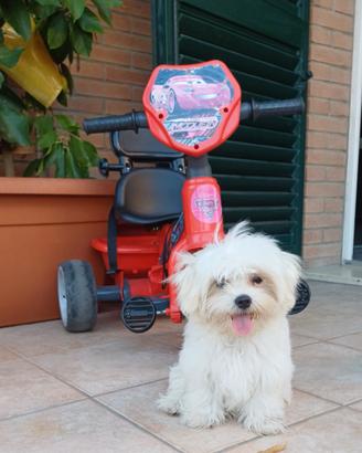 Cucciolo Maltese