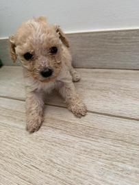 Cuccioli di barboncini toy