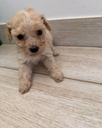 Cuccioli di barboncini toy