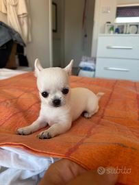 Chihuahua