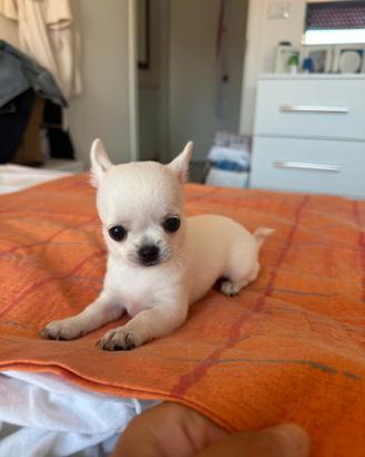 Chihuahua