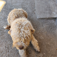 Lagotto romagnolo