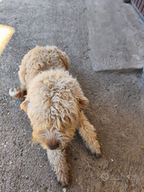 Lagotto romagnolo