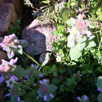 Camilla's Farm: Testudo di Hermann con CITES