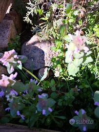 Camilla's Farm: Testudo di Hermann con CITES