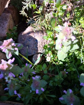 Camilla's Farm: Testudo di Hermann con CITES