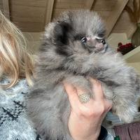 Spitz di Pomerania blue disponibile. Piccolissimo