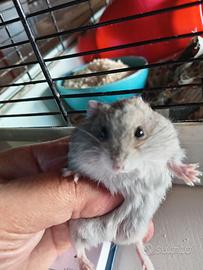 Criceti dolcissimi nani icluso kit cibo e lettiera