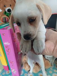 Cuccioli mix Volpino