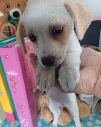 Cuccioli mix Volpino