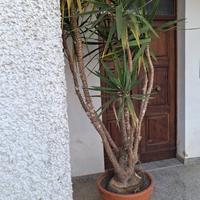 pianta da esterno / interno