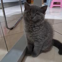 Gattina di razza British shorthair