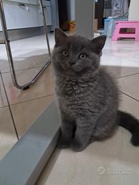 Gattina di razza British shorthair