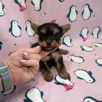 Yorkshire Terrier cuccioli