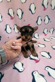 Yorkshire Terrier cuccioli