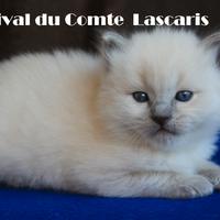 Cuccioli razza ragdoll con pedigree