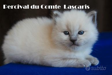 Cuccioli razza ragdoll con pedigree