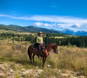 Cavalla in mezza fida