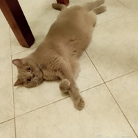 Nina sterilizzata ha 4 anni