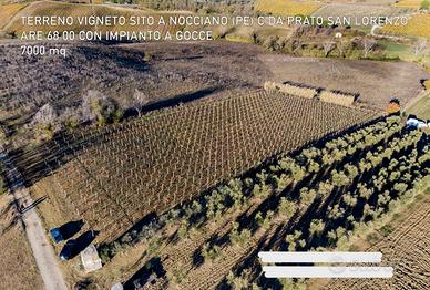 Terreno con vigneto