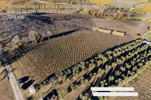 Terreno con vigneto