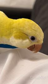 Animali