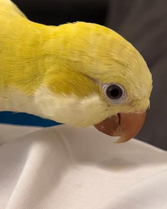 Animali