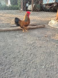 Gallo ornamentale giovane