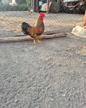 Gallo ornamentale giovane