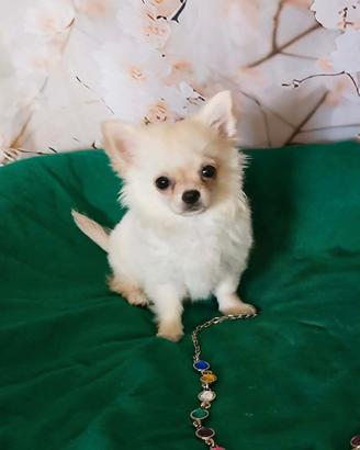 Chihuahua cucciolo maschietto pelo lungo