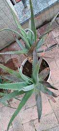 Aloe vera due piante grosse nel vaso
