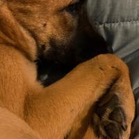 Piccola meticcia di pastore e akita di sei mesi