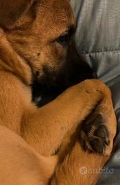 Piccola meticcia di pastore e akita di sei mesi