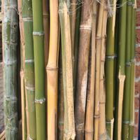 Canne di bamboo