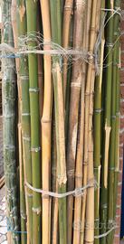 Canne di bamboo