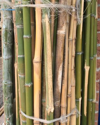 Canne di bamboo